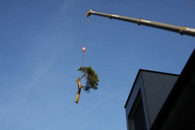 bomen rooien Vught door A van Spelde hoveniers